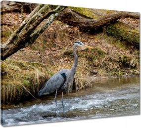 Vászonkép 50x40 Kalapos madár Tájkép Kilátás