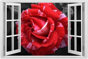 Poszter 60x40 Fehér-piros rózsa