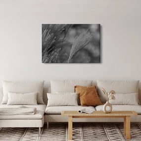 Kép - Szárított pampafű (90x60 cm)