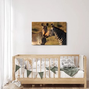Kép - Két zebra (90x60 cm)