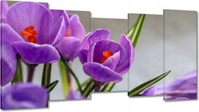 Vászonkép 150x80 Krokus Virágok