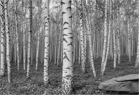 Dekoratív Fotótapéta Hálószobába Nyírerdő 152x104 Ragasztó