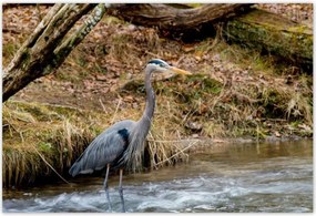 Poszterek 155x105 Kalapos madár Tájkép Kilátás