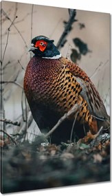 Vászonkép 80x120 Fácán a természetben Madarak