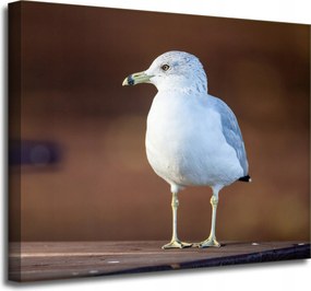 Vászonkép Állatok Madár Tengeri sirály 50x40