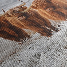 Kép - Skót tehenek (90x60 cm)