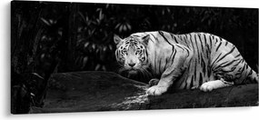 Kép - albínó tigris, fekete-fehér (120x50 cm)