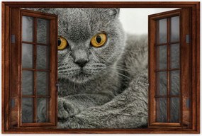 Poszterek 120x80 Brit rövidszőrű macska