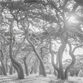 Stílusos Dekoratív Fotótapéta Flizelin Klíma erdő 250x250 Ragasztó