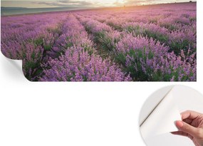 Modern öntapadós fotótapéta Mosható Levendula mezők 250x104 cm