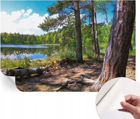 Dekoratív öntapadós fotótapéta irodába Erdei táj 104x70 cm