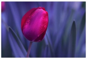 Tulipán bimbó képe (90x60 cm)