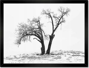 Poszterek keretben 40x30 Magányos fa