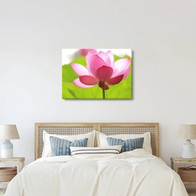 Lótuszvirág kép (70x50 cm)