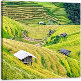 Vászonkép Természet Mezőgazdasági teraszok 40x40 cm