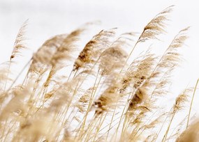 Boho Fű poszter A2 59,4x42cm kép #150