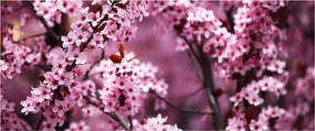 Kép - Rózsaszín sakura (120x50 cm)