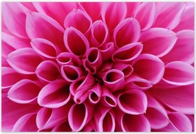 Poszterek 185x125 Liliom