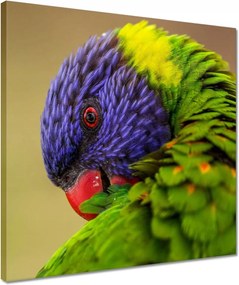 Vászonkép 40x40 Papagájok Madarak