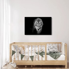 Kép - Tigris kék szemekkel (90x60 cm)