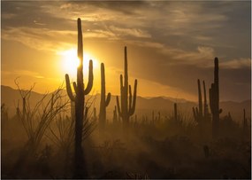 Üveg kép - Saguaro kaktuszok (70x50 cm)