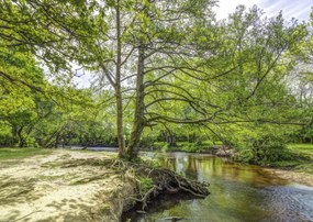 Poszter 42x29,7cm Tó az erdőben 2, Assaf Frank