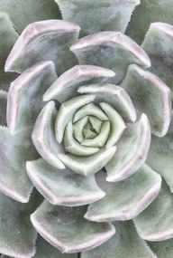 Poszter 61x90,5cm Pozsgás, Assaf Frank