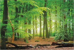 Flizelin fotótapéta Flizelin Design Zöld erdő 104x70 Ragasztó