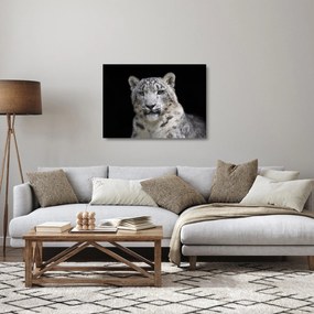 Üveg kép - Snow Leopard (70x50 cm)