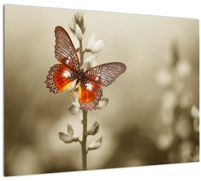 Pillangó képe (üvegen) (70x50 cm)