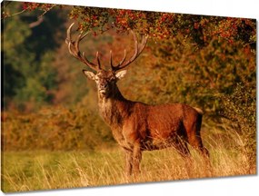 Vászonkép 90x60 Királyszarvas