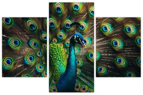 Kép – Pávatoll (90x60 cm)