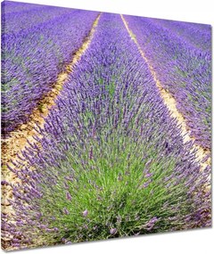 Vászonkép 50x50 Levendula