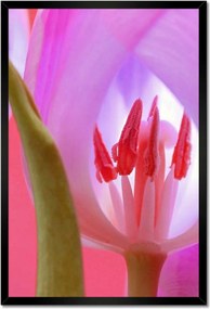 Poszter keretben 40x60 Rózsaszín tulipán