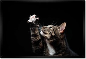 Poszterek keretben 60x40 Fajtatiszta macska kis mancsokkal