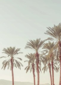 Poszter 39,5x55cm Pálmafák, Assaf Frank