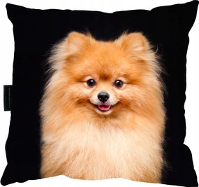 Pomeranian Kutyapárna 40x40 Ajándék