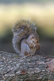 Poszter 20x30cm Diót evő mókus, Assaf Frank