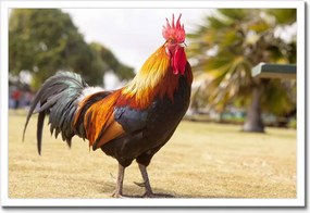 Poszterek keretben 60x40 Kakas