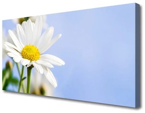 Vászonkép Daisy növény természet 100x50 cm