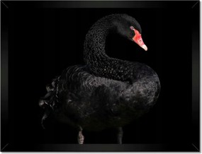 Poszterek keretben 40x30 Fekete hattyú Ausztrália