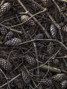 Poszter 30x40cm Erdei talaj tobozokkal és faágakkal borítva, Assaf Fr