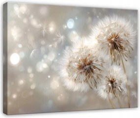 Vászonkép Pitypangok Virágok Absztrakt Hálószoba Nappali Vászon 100x70