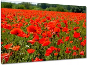 Vászonkép 90x60 Pipacsok tengere