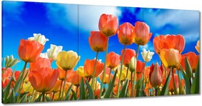 Vászonkép 60x30 Színes tulipánok
