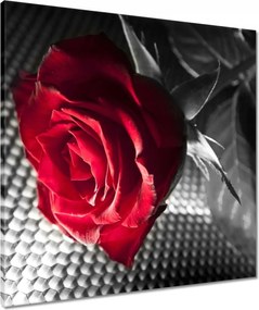 Vászonkép 60x60 Rózsa egy nőnek