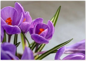 Poszterek 100x70 Krokus Virágok