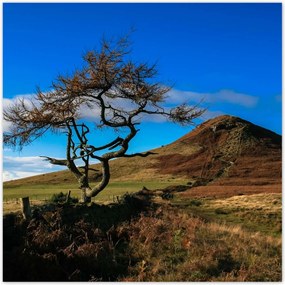 Poszterek 70x70 Elpusztíthatatlan fa