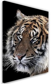 Gario Vászonkép Tigris fekete háttérrel Méret: 40 x 60 cm