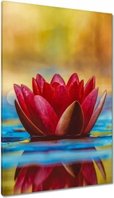 Vászonkép 80x120 Vízi liliom Kwiatek Víz